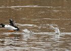 Goldeneye-0034.jpg