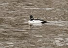 Goldeneye-0051.jpg