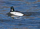 Goldeneye-0065.jpg