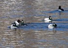 Goldeneye-0069.jpg