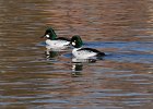 Goldeneye-0070.jpg