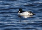 Goldeneye-0076.jpg