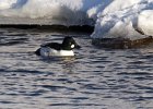 Goldeneye-0077.jpg