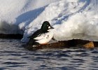 Goldeneye-0079.jpg