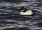 Goldeneye-0080.jpg