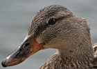 Mallard-0009.jpg