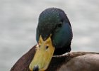 Mallard-0010.jpg