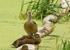 Mallard-0023.jpg