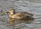 Mallard-0032.jpg