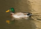 Mallard-0035.jpg