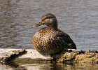 Mallard-0037.jpg