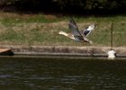 Mallard-0044.jpg