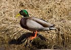 Mallard-0045.jpg