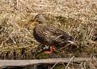Mallard-0046.jpg