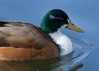 Mallard-0047.jpg