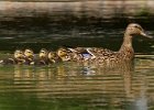 Mallard-0048.jpg