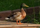 Mallard-0049.jpg