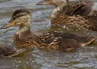 Mallard-0050.jpg