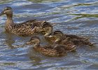 Mallard-0051.jpg