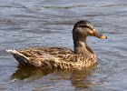Mallard-0052.jpg