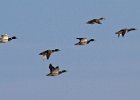 Mallard-0053.jpg