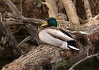 Mallard-0054.jpg