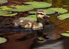 Mallard-0055.jpg