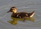 Mallard-0056.jpg
