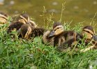 Mallard-0057.jpg