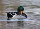 Mallard-0058.jpg