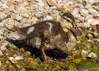 Mallard-0061.jpg