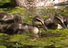 Mallard-0062.jpg