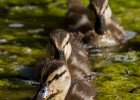 Mallard-0063.jpg
