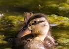 Mallard-0064.jpg