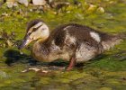Mallard-0065.jpg