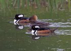 Merganser-0010.jpg