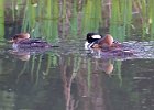 Merganser-0011.jpg