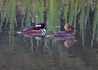 Merganser-0012.jpg
