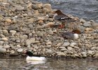 Merganser-0013.jpg