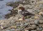 Merganser-0015.jpg