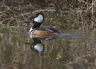 Merganser-0017.jpg