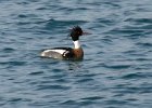 Merganser-0019.jpg