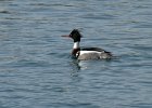 Merganser-0020.jpg