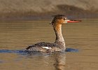 Merganser-0023.jpg
