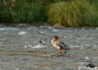 Merganser-007.jpg