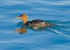 Merganser-009.jpg