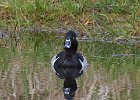Ringneck-0001.jpg