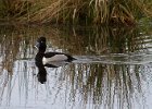 Ringneck-0002.jpg
