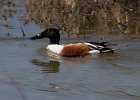 Shoveler-0017.jpg