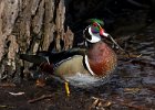 WoodDuck-0027.jpg